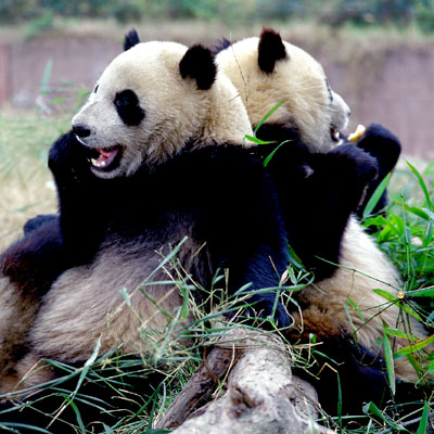 China - Große Pandas