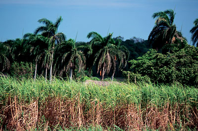 Kuba - Zuckerrohr