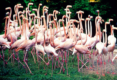 Dominikanische Republik -  Flamingos