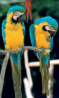 Dominikanische Republik -  Papagei