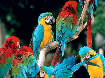 Dominikanische Republik -  Papageien