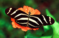 Dominikanische Republik -  Schmetterling