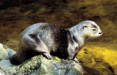 Fischotter im Nationalpark Bayerischer Wald