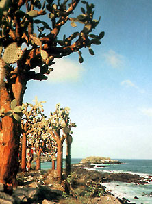 Galapagos - Vegetation