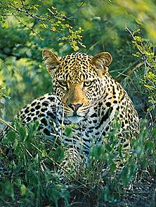 Leopard