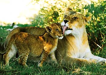 Löwin mit Jungem