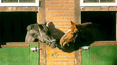 Lüneburger Heide - Pferde
