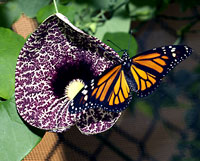 Puerto Rico - Schmetterling