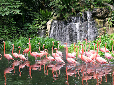 Singapur - Jurong Bird Park  - Bildquelle: Singapore Tourist Board