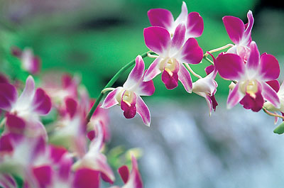 Singapur - National Orchid Garden - Bildquelle: Singapore Tourist Board