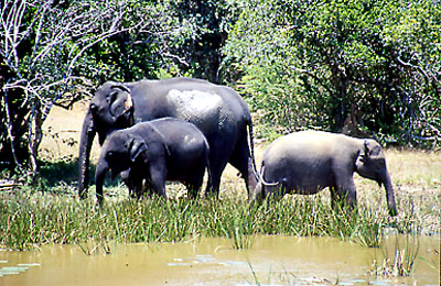 Sri Lanka - Elefanten