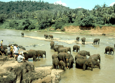 Sri Lanka - Elefanten Waisenhaus