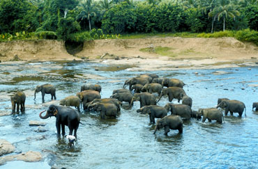 Sri Lanka - Elefantenherde