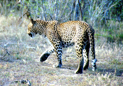 Sri Lanka - Leopard
