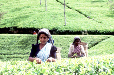 Sri Lanka - Teeplantage