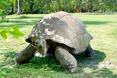 Seychellen - Schildkröte © photo courtesy Gerard Larose - Seychelles Tourism Board
