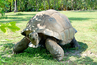 Seychellen - Schildkrte © photo courtesy Gerard Larose - Seychelles Tourism Board